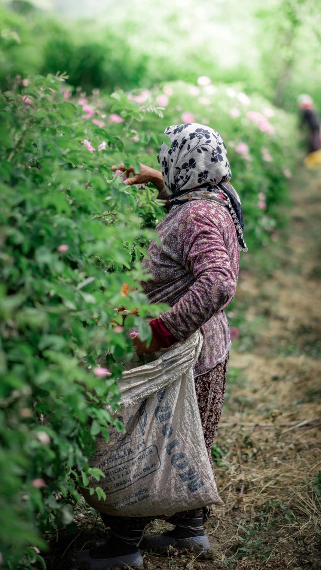 Aile mesleğini sürdürüyorlar: Litresi 10 bin euro! 15 milyon gül yaprağından 1 litre gül yağı çıkarıyorlar 9